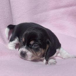 Pocket Beagle Girl 1 - Blue tan and white female Beagle puppy in Gentry, Arkansas from HC Puppy Ranch