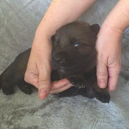 Orange Boy - Sable Coat - Sable male German Shepherd puppy in Elijay, Georgia from Mission K9