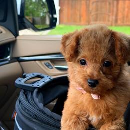 FAITH - Red female Maltipoo puppy in Sugar Land, Texas from Celebrity Maltipoos