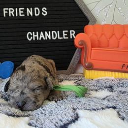 Chandler ( green collar) - Merle male Schnoodle puppy in Novinger, Missouri from Stormi Sky Schnoodles
