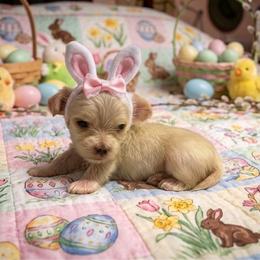 Rocky - Gold male Morkie puppy in Fall River, Massachusetts from Exquisite Babydoll Morkies and Yorkies