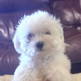 Maltese and Maltipoo Puppies from Playful Paws Maltese and Maltipoos