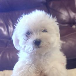 Maltese and Maltipoo Puppies from Playful Paws Maltese and Maltipoos