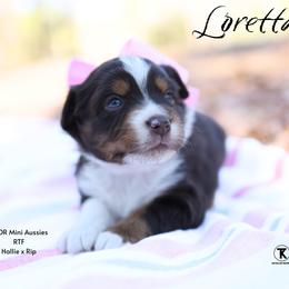 Loretta - RTF - Red tri female Miniature Australian Shepherd puppy in Nacogdoches, Texas from TK Standard, Mini, & Toy Aussies