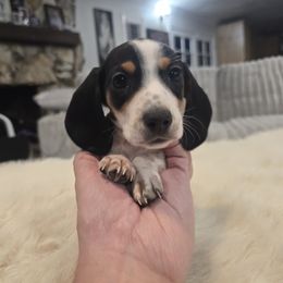 Boy 1 - Piebald male Dachshund puppy in Price, Utah from Stone Kennels