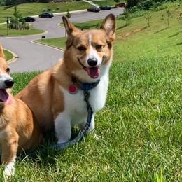 American Corgis and Pembroke Welsh Corgis from Robyn Jones' Pembroke Welsh Corgis & American Corgis
