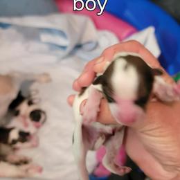 Puppy 1 - White black and tan male Papillon puppy in Conetoe, North Carolina from Southern Belle's Biewer Terriers & Papillons