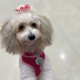 Poodles and Yorkipoos from Daisy’s Doodles