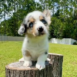 David - Blue merle and white male American Corgi puppy in Florida from Sunrise Corgis