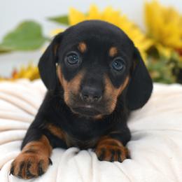 Daisy AKC - Black and tan female Dachshund puppy in Coweta, Oklahoma from Sunnyside Dachshunds
