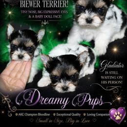 AKC Tiny Baby Doll Face Gladiator - Black tan and white male Biewer Terrier puppy in Kennesaw, Georgia from Dreamy Pups