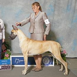 Millie - Great Dane