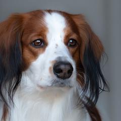 Nederlandse Kooikerhondjes from Andriea's Nederlandse Kooikerhondje