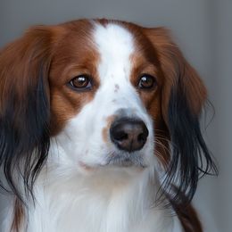 Nederlandse Kooikerhondjes from Andriea's Nederlandse Kooikerhondje
