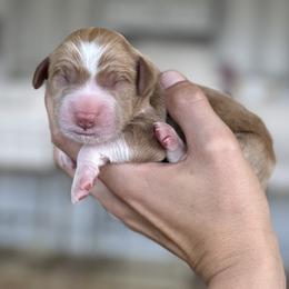 Goldendoodle Puppies from ANKENY DOODLES