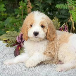Blue bow - Blenheim male Cavapoo puppy in Evart, Michigan from Northern’s Cute Cuddly Cava Poos