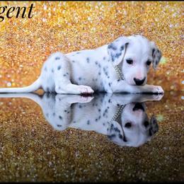 Regent - White and black male Dalmatian puppy in Salem, Missouri from Paradise Spots Dalmatians