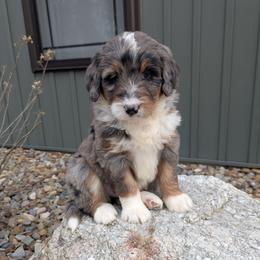 Rocky - Blue merle male Bernedoodle puppy in Beach City, Ohio from Blue Cloud Doodles