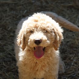 Goldendoodle Puppies from FurEver Friends Doodles