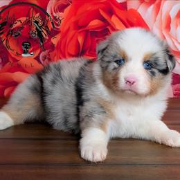 Fantasy - Blue merle female Australian Shepherd puppy in Fultonville, New York from Sandy Aussies & Pomeranians