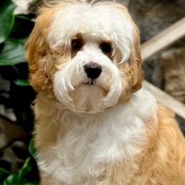 Darby - Australian Labradoodle