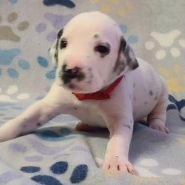 RED - White and black Dalmatian puppy in Adamstown, Maryland from Sprinkled with Hearts Dalmatians