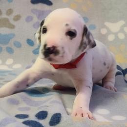 RED - White and black Dalmatian puppy in Adamstown, Maryland from Sprinkled with Hearts Dalmatians