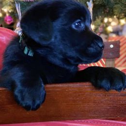 Labrador Retriever Puppies from Nosterfields Labradors