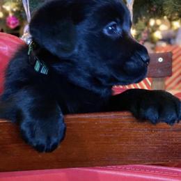 Labrador Retriever Puppies from Nosterfields Labradors