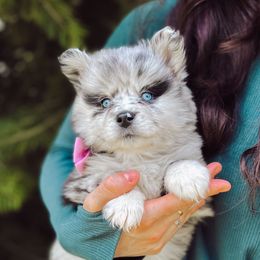 Ohana - Merle female Pomsky puppy in Cleveland, Ohio from Lake Point Pomskies