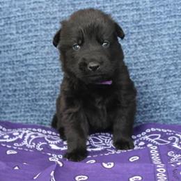 Girl 1 - Black female German Shepherd puppy in Republic, Washington from Von Zobel Haus Kennels