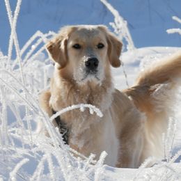 Golden Retrievers from Sunburst Goldens