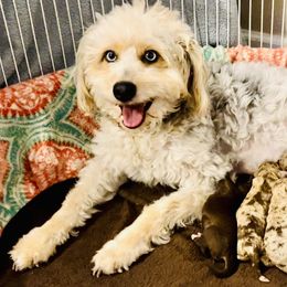 Aussiedoodles, Australian Shepherds, Dachshunds, and Miniature Australian Shepherds from Bline’s Awesome Aussies at the Bline Family Farm