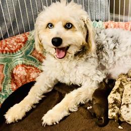 Aussiedoodles, Australian Shepherds, Dachshunds, and Miniature Australian Shepherds from Bline’s Awesome Aussies at the Bline Family Farm