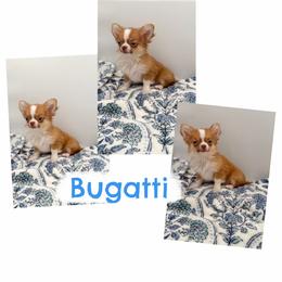 Bugatti - Chocolate sabled fawn male Chihuahua puppy in Williamsburg, Virginia from PAWSitive Cheeky Chihuahuas