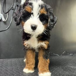 Pugsley - Tri-color male Bernedoodle puppy in Alpharetta, Georgia from Doodles of Buckhead