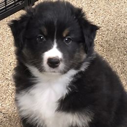 Skye - Black tri-color female Australian Shepherd puppy in Ruffin, North Carolina from Ramblin Ridge Australian Shepherds