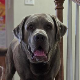 Tank - Dilute Retriever