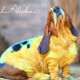PiliAloha(clinging love) - White black and red male Basset Hound puppy in Honolulu, Hawaii from Sun’Hawaii Basset Hound