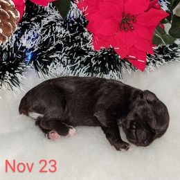 Miniature Schnauzer Puppies from Pawesome Pups