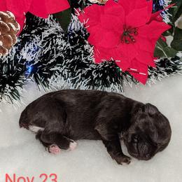 Miniature Schnauzer Puppies from Pawesome Pups