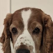 Welsh Springer Spaniels from Withywindle Welsh Springer Spaniels