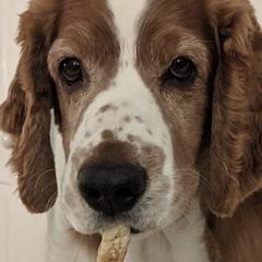 Welsh Springer Spaniels from Withywindle Welsh Springer Spaniels