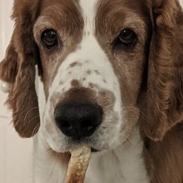 Welsh Springer Spaniels from Withywindle Welsh Springer Spaniels