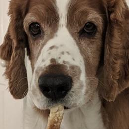 Welsh Springer Spaniels from Withywindle Welsh Springer Spaniels