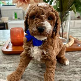Flynn - Red  male Goldendoodle puppy in Idabel, Oklahoma from Kay Kay’s Poodles & Doodles