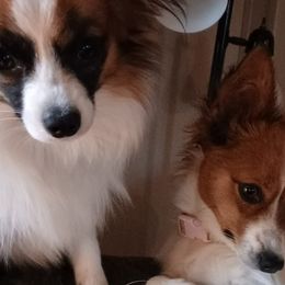 Papillons from Hubbards Papillion Paradise