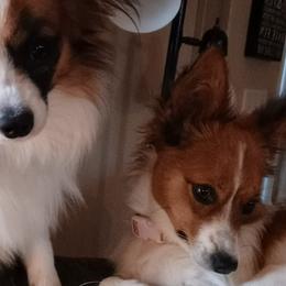 Papillons from Hubbards Papillion Paradise