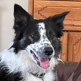 Bandit - Border Collie