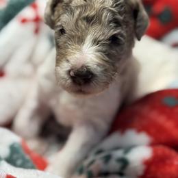 Sweet Cheeks - Merle male Goldendoodle puppy in Mc Kinney, Texas from Flair Doodles